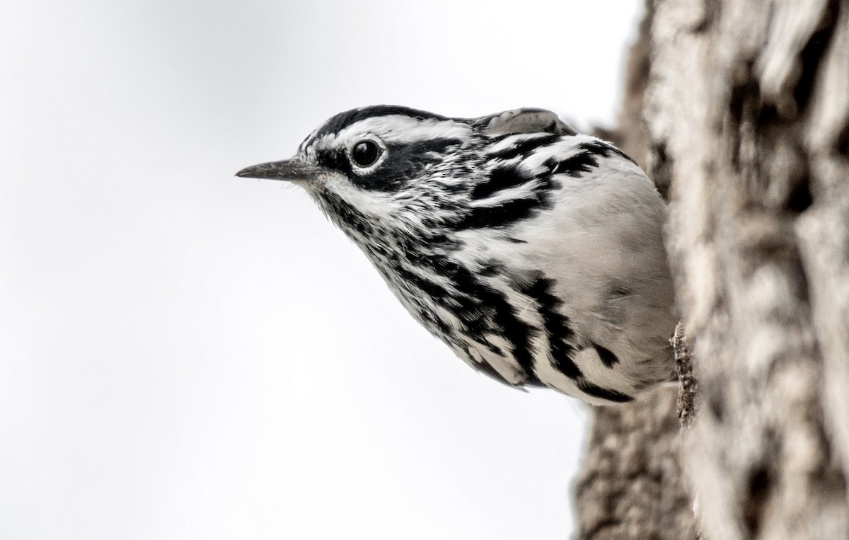 Black-and-white Warbler - ML571608651