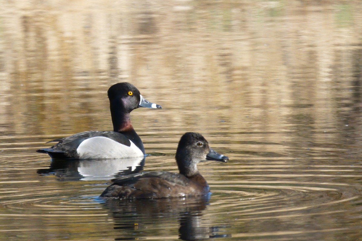 Ring-necked Duck - ML571609271