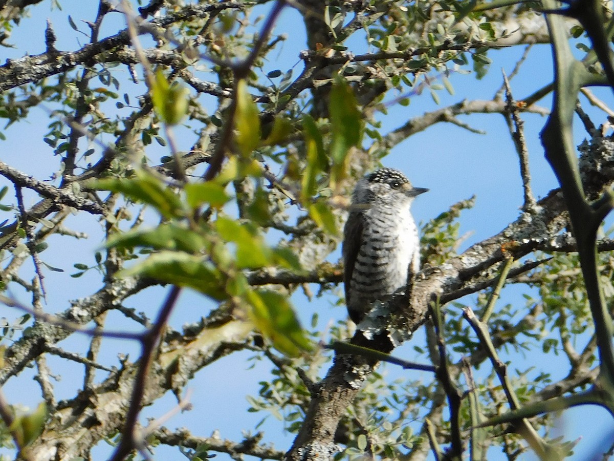 White-barred Piculet - ML571609771