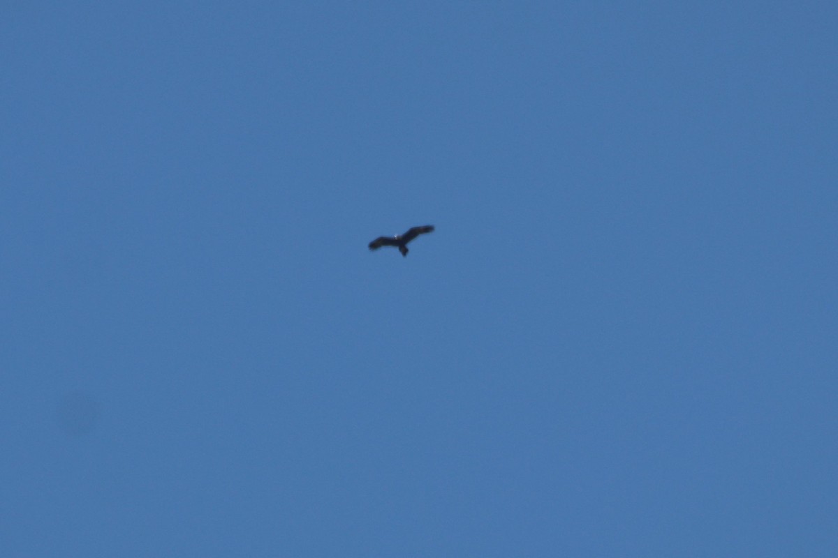Wedge-tailed Eagle - ML571610261