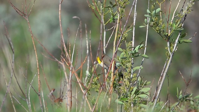 Yellow-breasted Chat - ML571611141