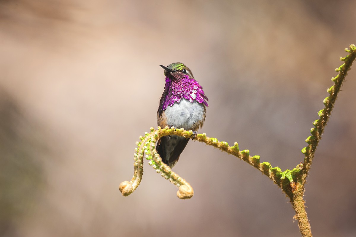 Wine-throated Hummingbird - Enrique Mejía
