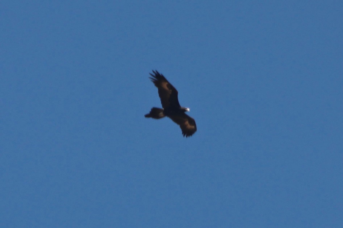 Wedge-tailed Eagle - ML571612121