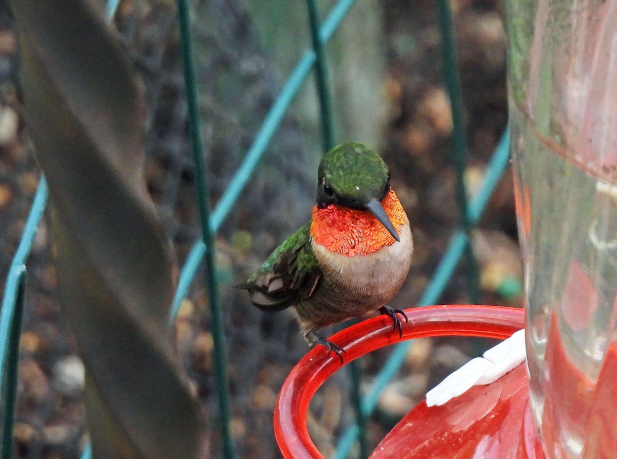 Ruby-throated Hummingbird - ML571614281