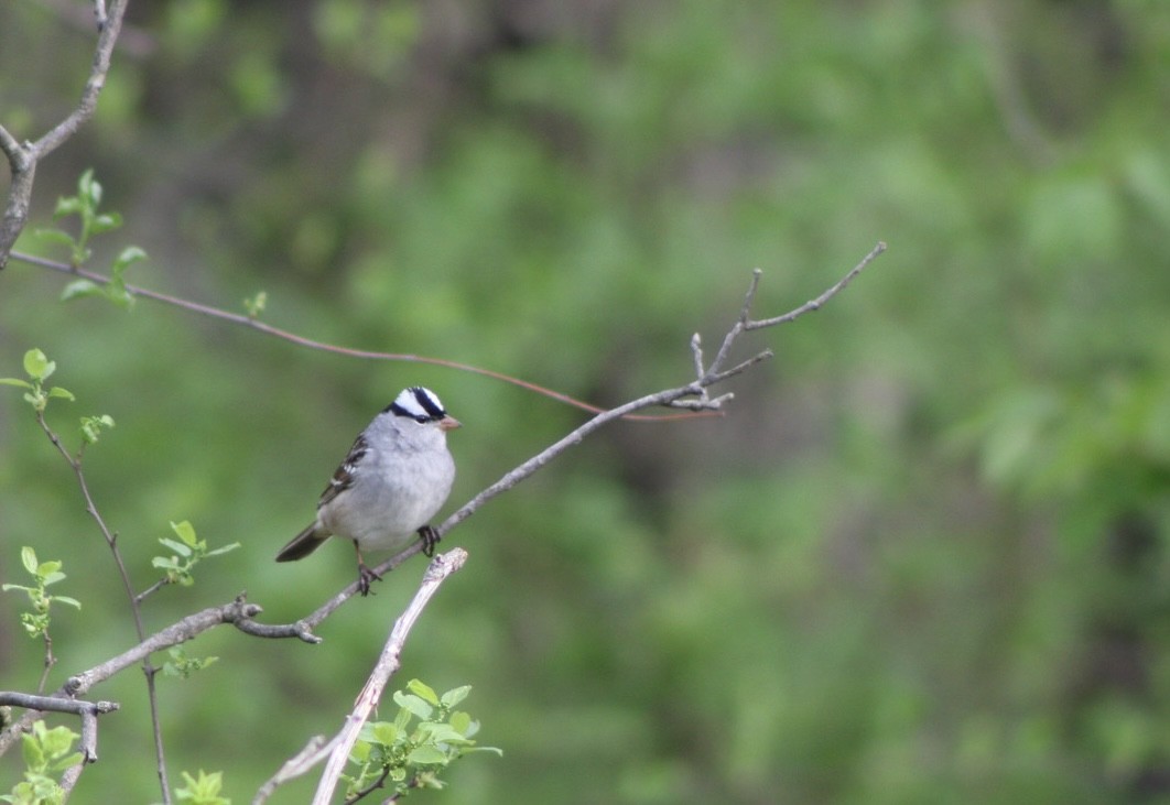 White-crowned Sparrow - ML571615791