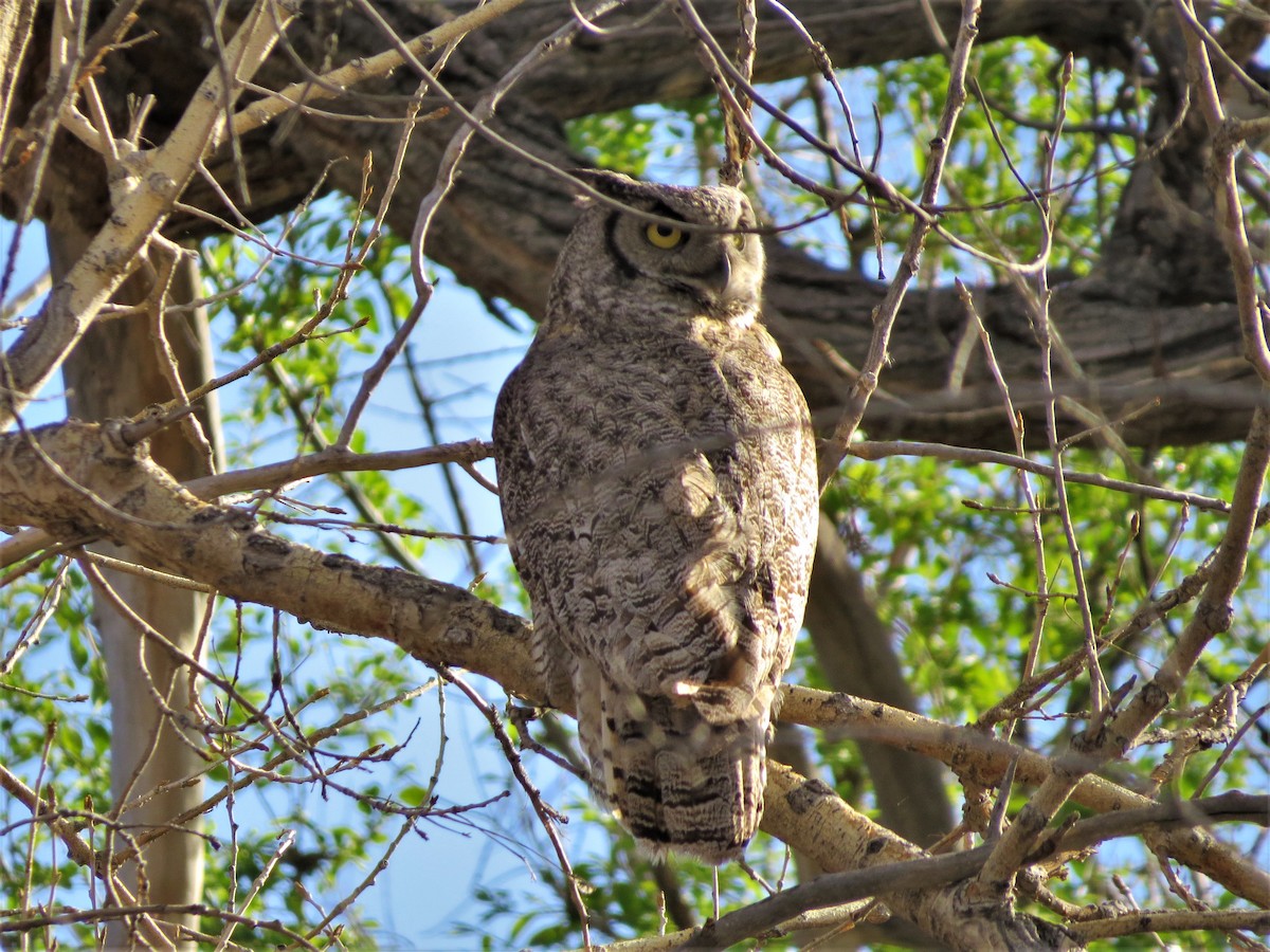 Great Horned Owl - ML571626441