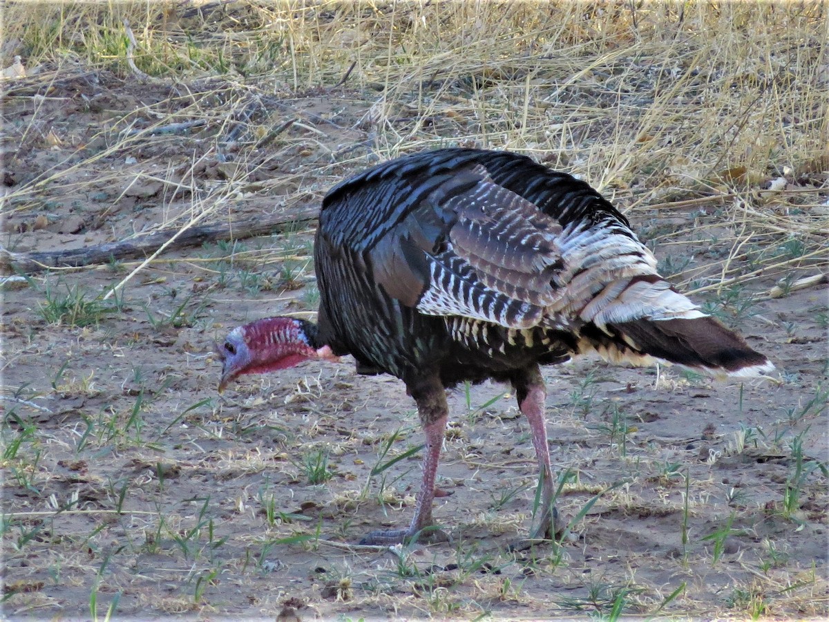 Wild Turkey - ML571627221