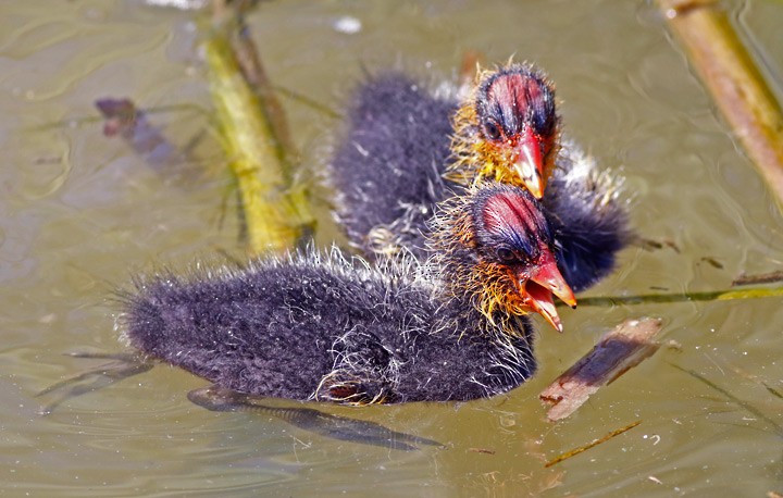 American Coot (Red-shielded) - ML57162901