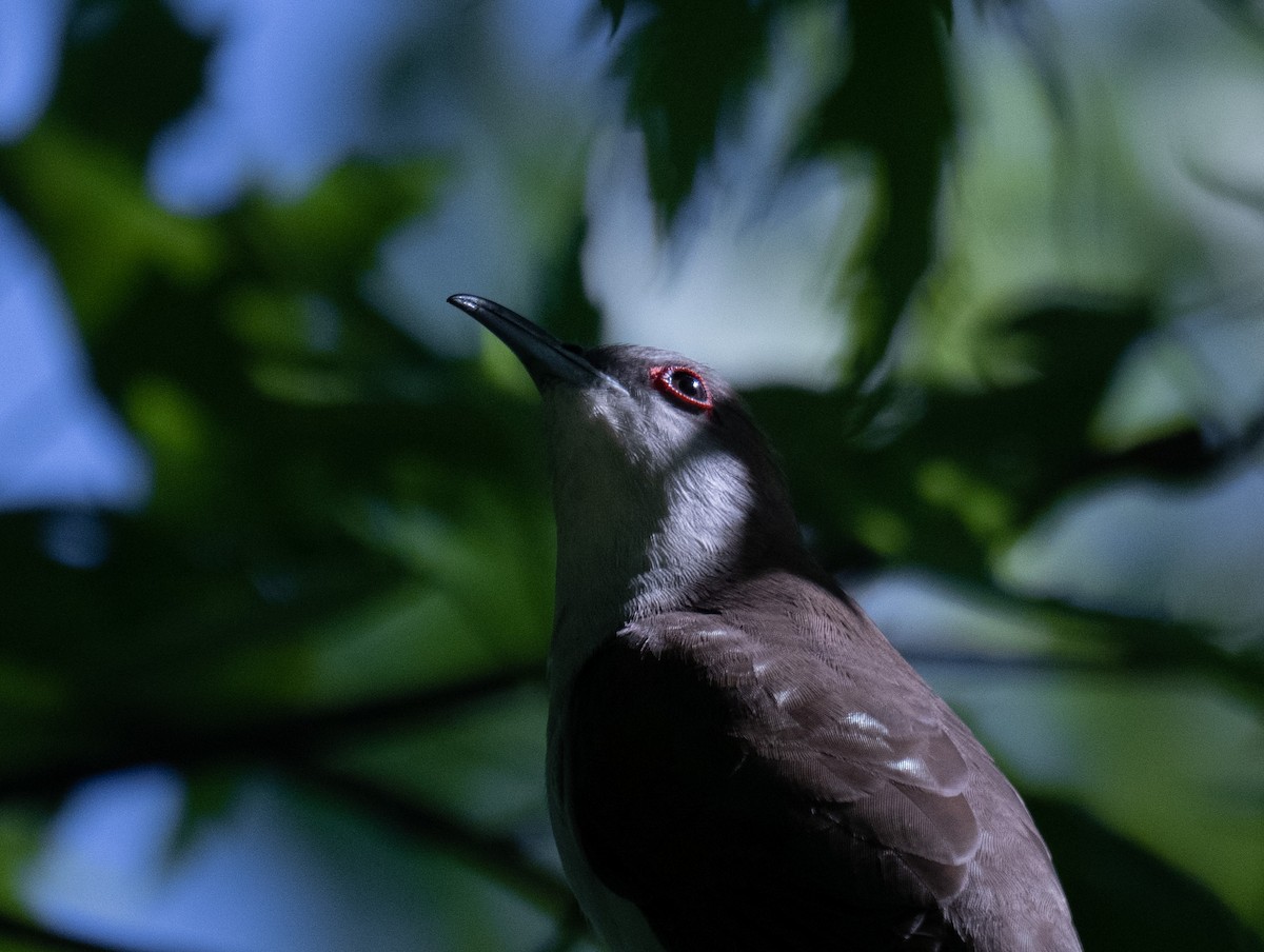 Black-billed Cuckoo - @ BirdsAndDogs