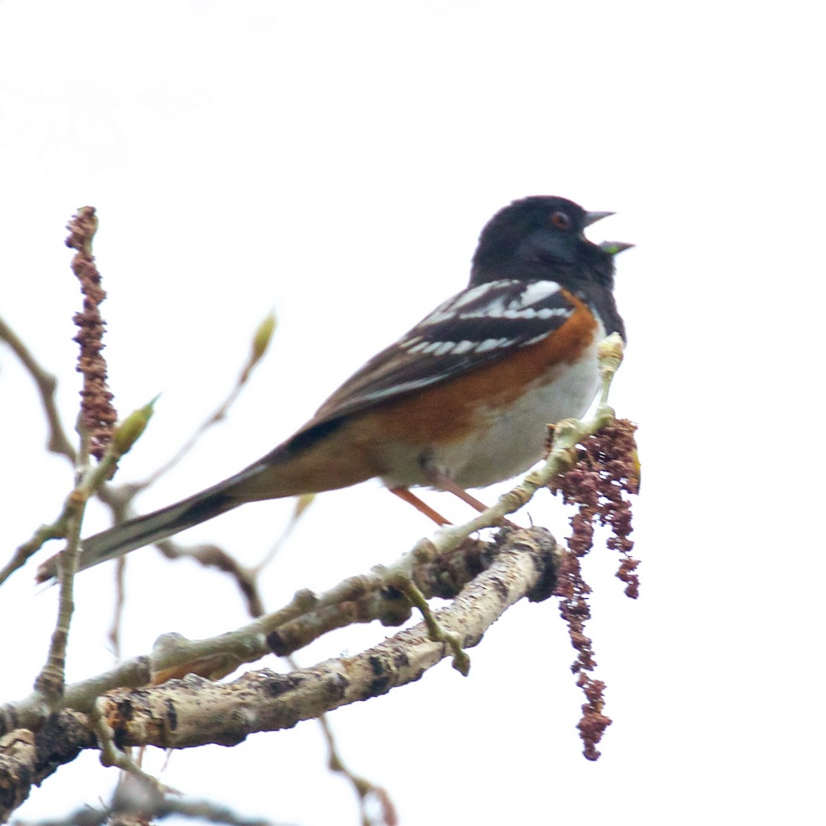 Spotted Towhee - ML571634261