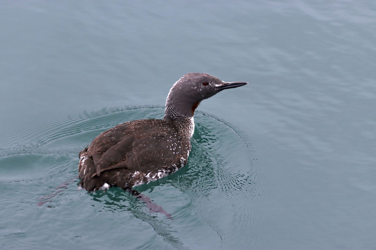 Red-throated Loon - ML571635911