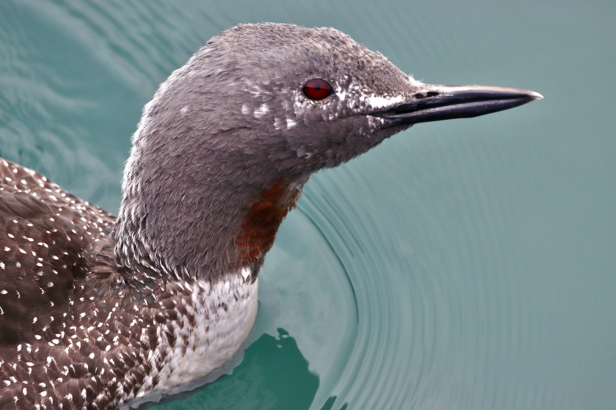 Red-throated Loon - ML571635921