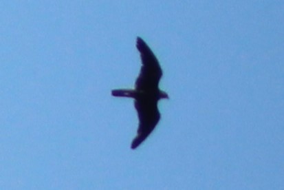tanımsız iri doğan (Falco sp.) - ML571636851