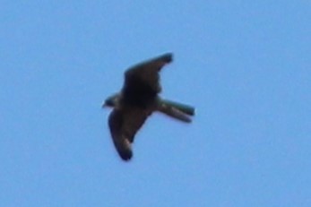 tanımsız iri doğan (Falco sp.) - ML571636861