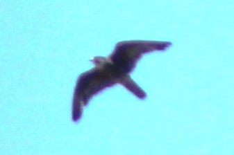 tanımsız iri doğan (Falco sp.) - ML571636871