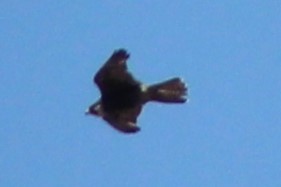 Falco sp. (halcón grande) - ML571636881