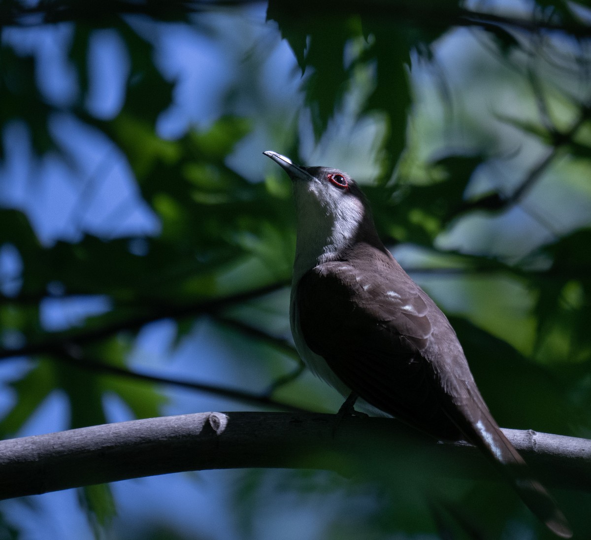 Black-billed Cuckoo - @ BirdsAndDogs