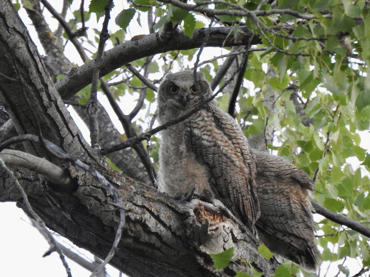 Great Horned Owl - ML571639621