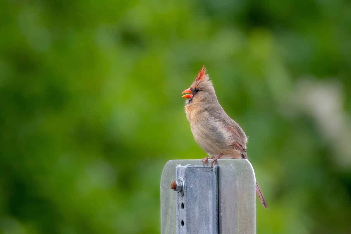 Northern Cardinal at Lock Two Park by Randy Walker