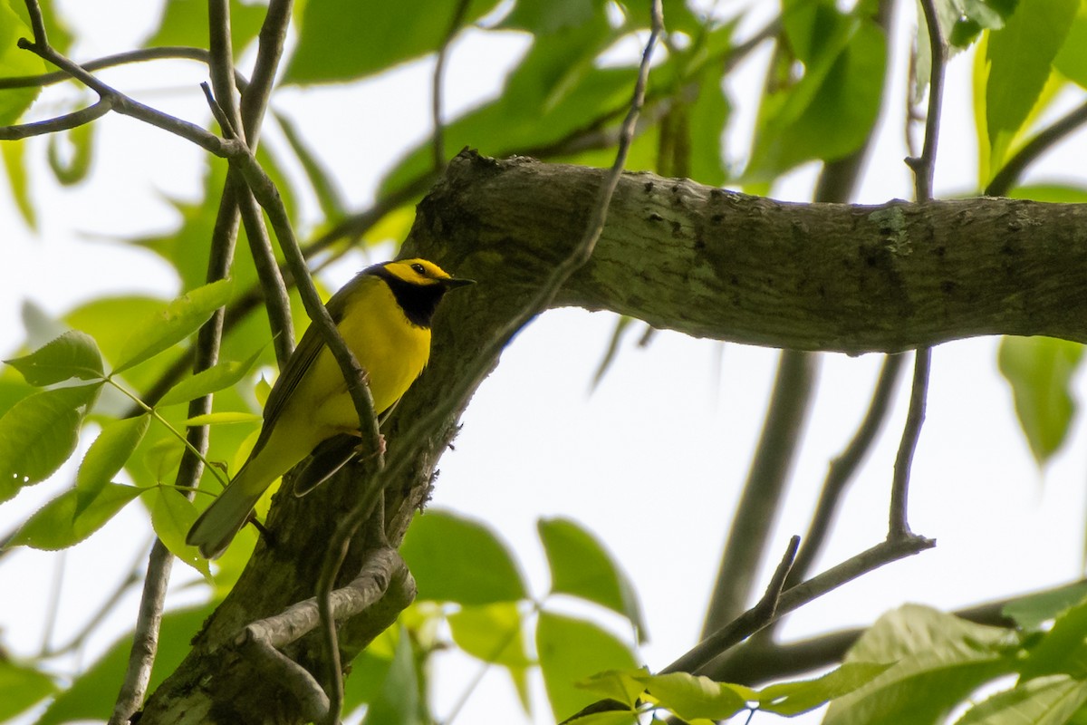 Hooded Warbler at Red River Gorge (Powell Co.)--Nada Tunnel Rd. by Randy Walker