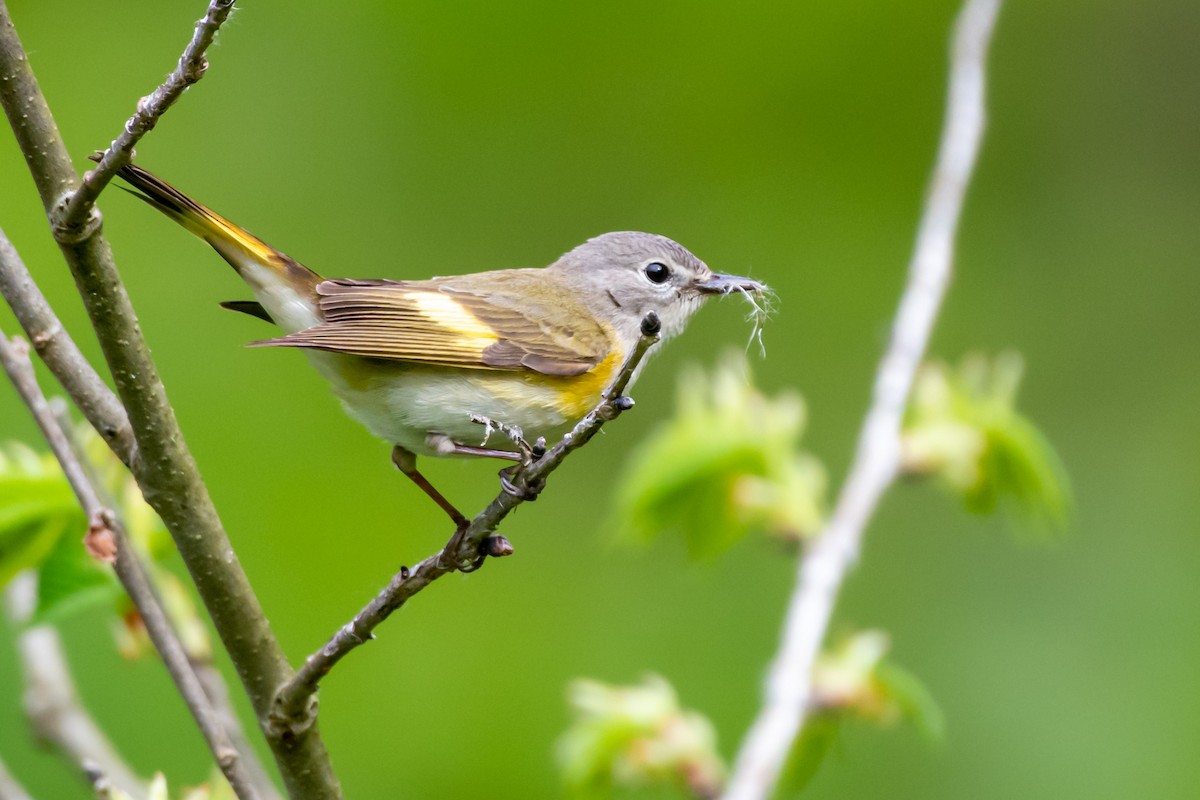 American Redstart at Junction Of North Fork Road And Nada Tunnel Road by Randy Walker