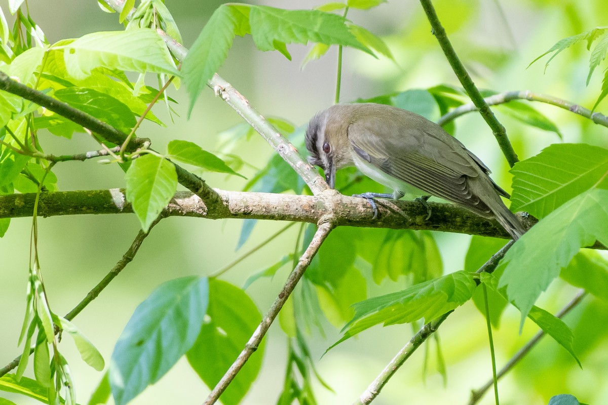 Red-eyed Vireo at Junction Of North Fork Road And Nada Tunnel Road by Randy Walker