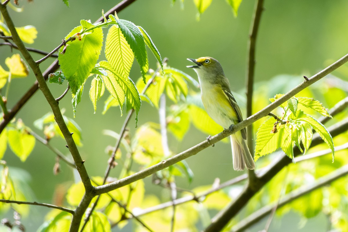 White-eyed Vireo at Junction Of North Fork Road And Nada Tunnel Road by Randy Walker