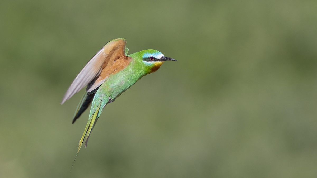 Blue-cheeked Bee-eater - ML571647631