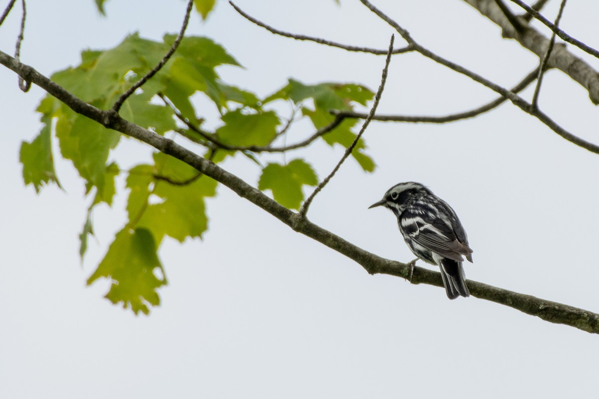 Black-and-white Warbler at Auxier Ridge Trail by Randy Walker