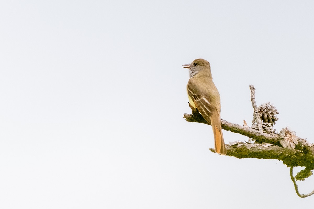 Great Crested Flycatcher at Auxier Ridge Trail by Randy Walker