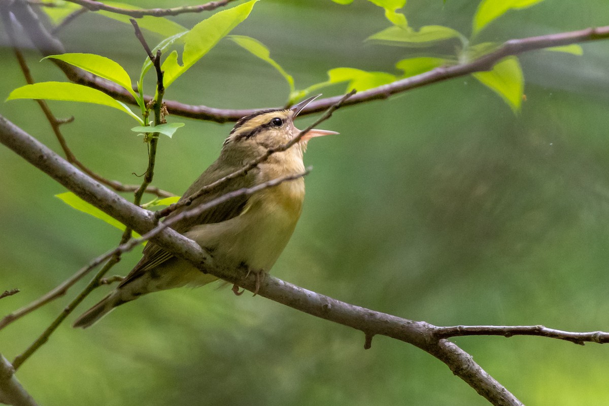 Worm-eating Warbler at Auxier Ridge Trail by Randy Walker