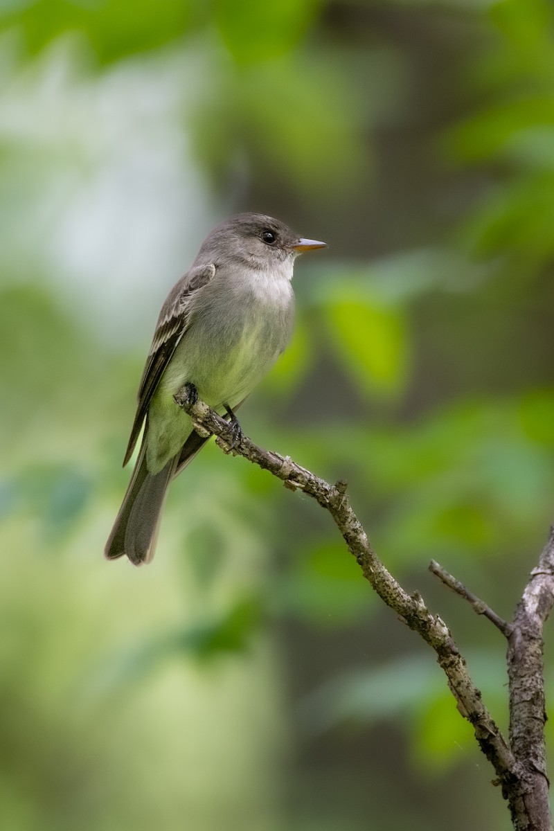 Eastern Wood-Pewee at KY Department of Fish and Wildlife Resources Headquarters by Randy Walker