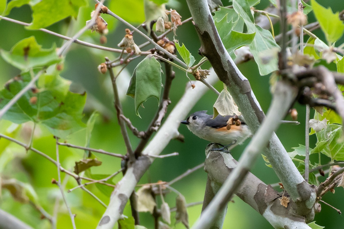 Tufted Titmouse at Lexington Cemetery by Randy Walker