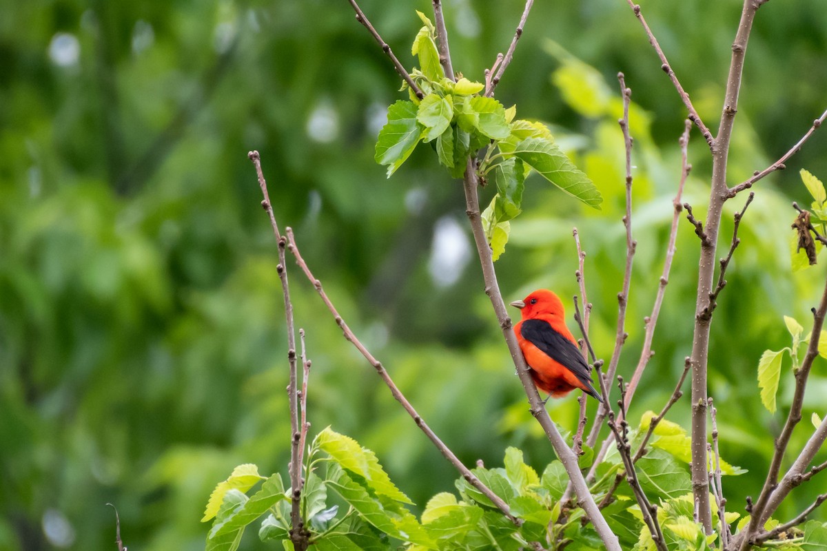 Scarlet Tanager at Lexington Cemetery by Randy Walker