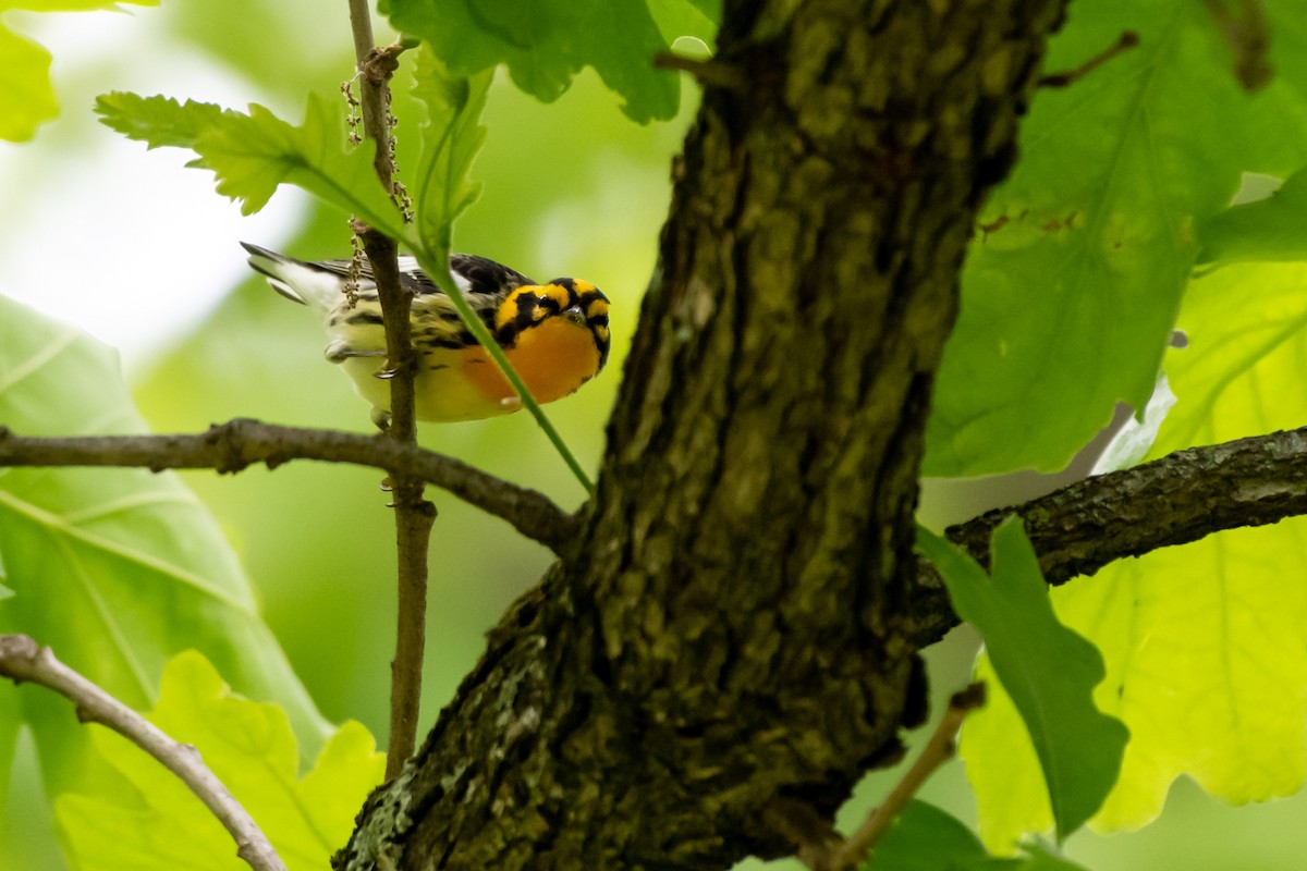 Blackburnian Warbler at Lexington Cemetery by Randy Walker