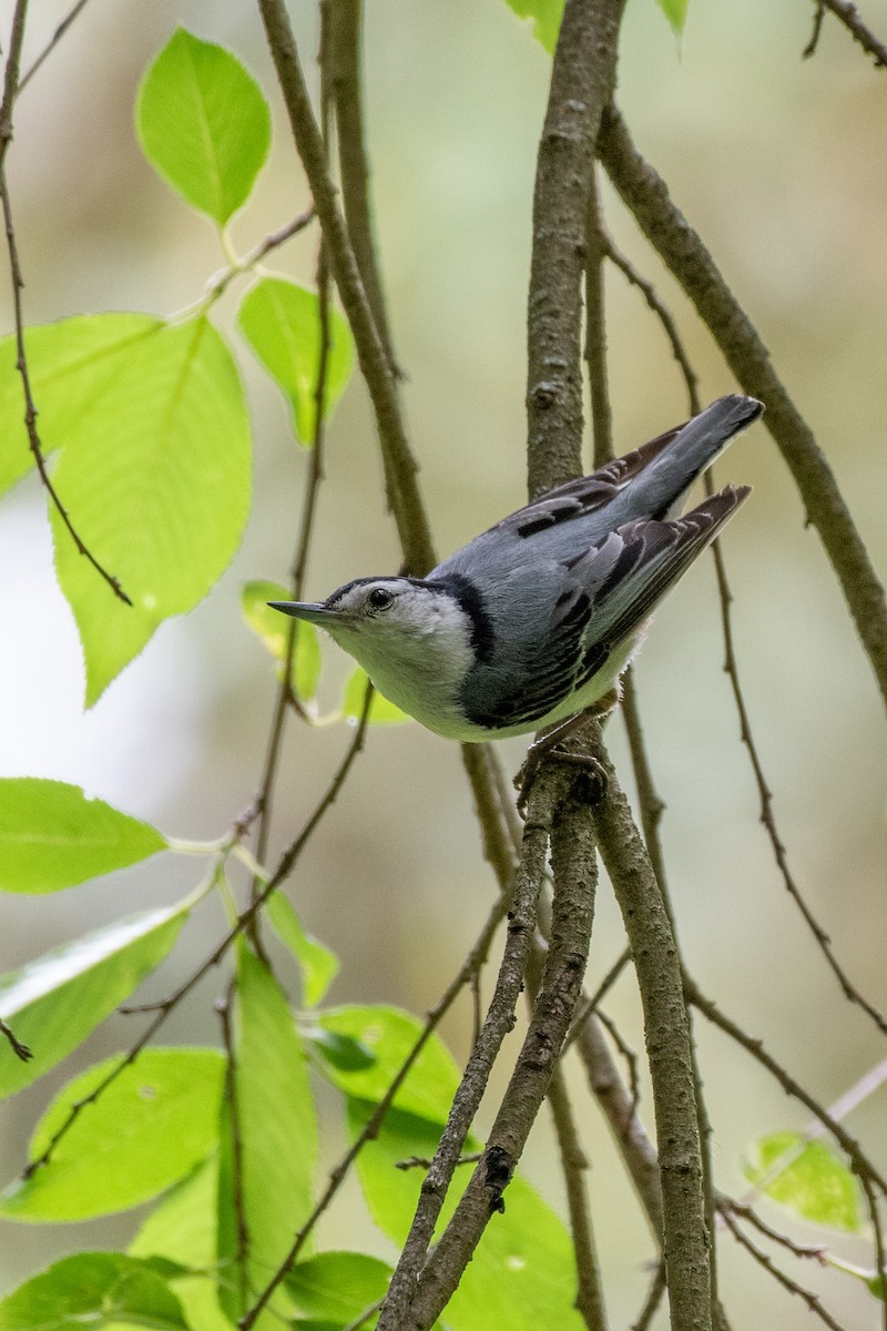 White-breasted Nuthatch at Lexington Cemetery by Randy Walker