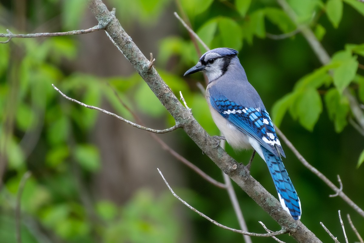 Blue Jay at University of KY Arboretum and Woods by Randy Walker