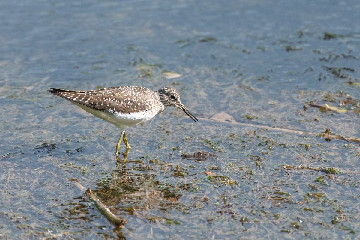 Solitary Sandpiper at Cove Spring Park--Wetland Trail by Randy Walker