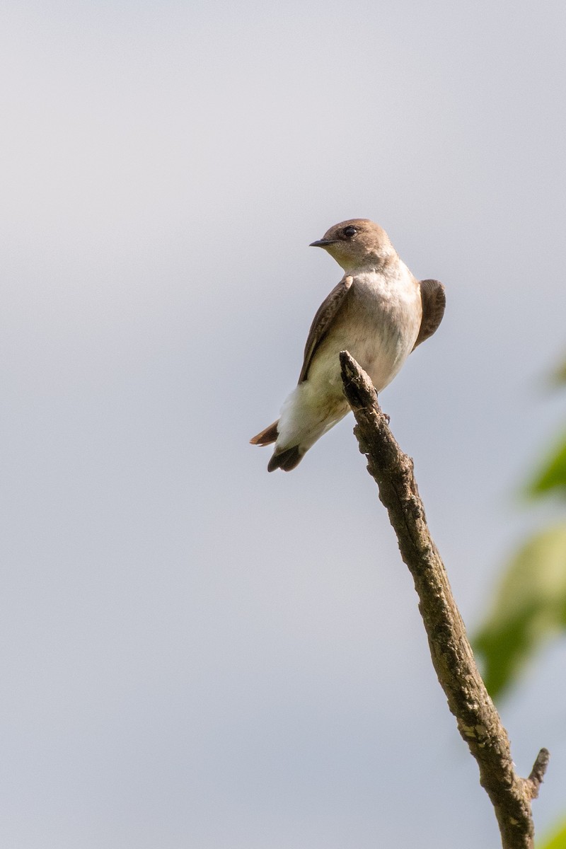 Northern Rough-winged Swallow at Cove Spring Park--Wetland Trail by Randy Walker