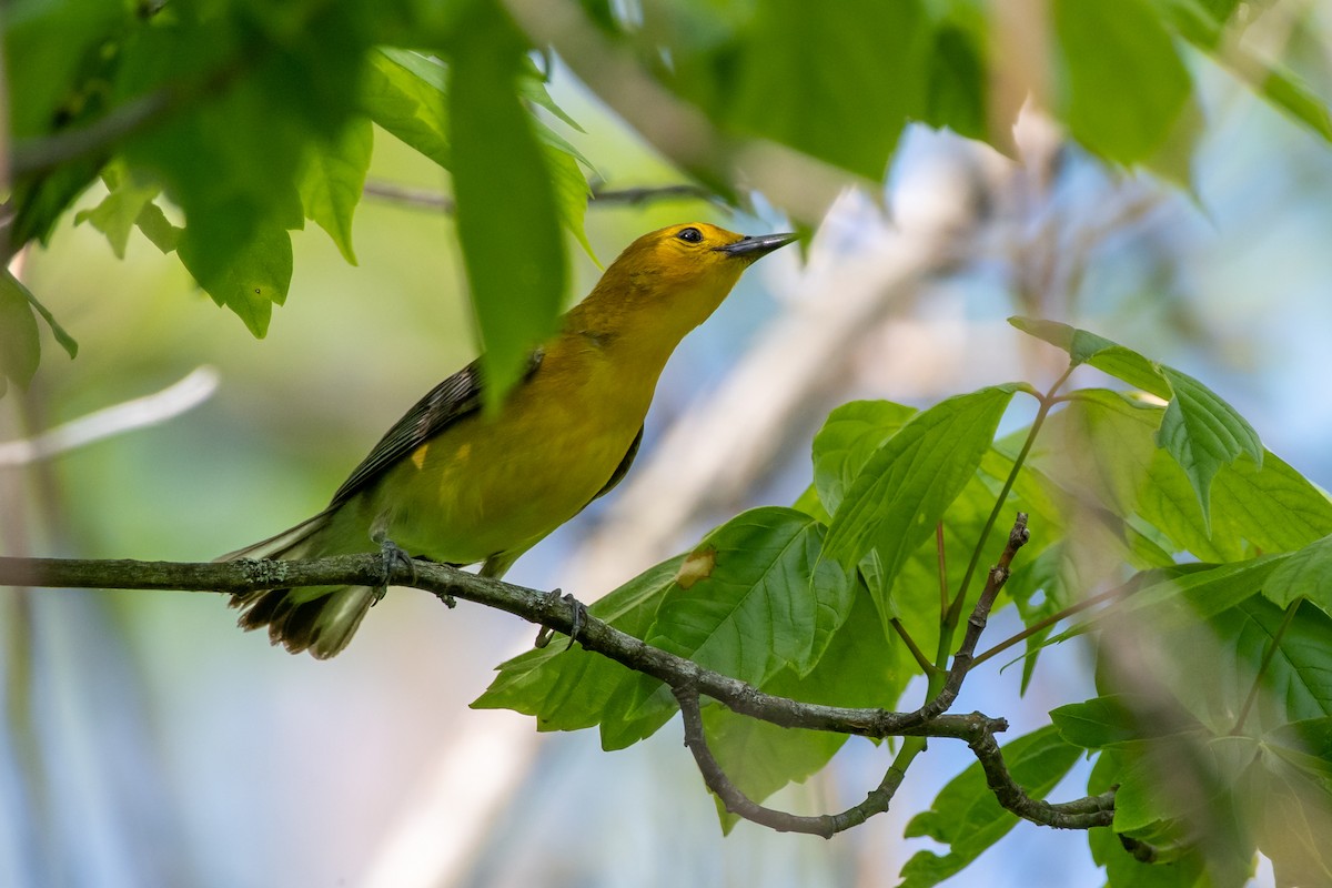 Prothonotary Warbler at Cove Spring Park--Wetland Trail by Randy Walker