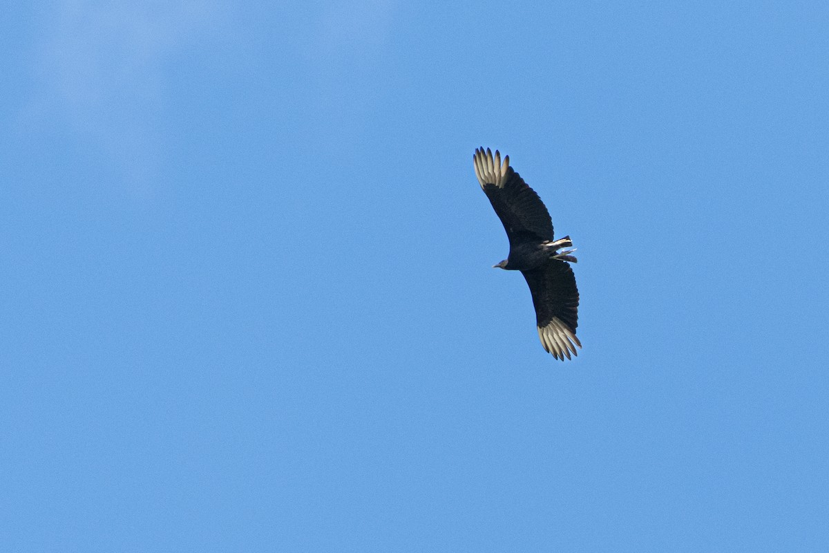 Black Vulture at Cove Spring Park--Wetland Trail by Randy Walker