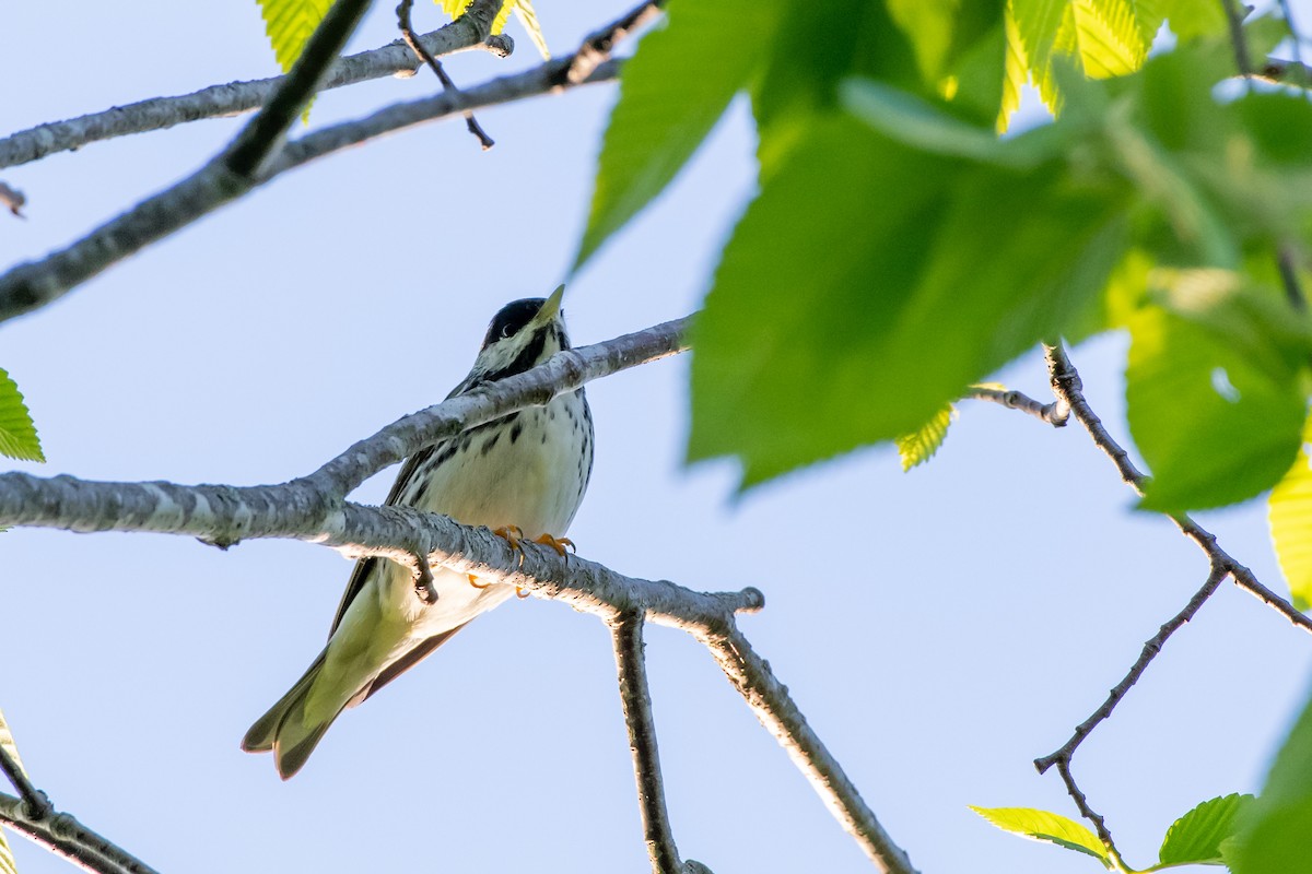 Blackpoll Warbler at KY Department of Fish and Wildlife Resources Headquarters by Randy Walker