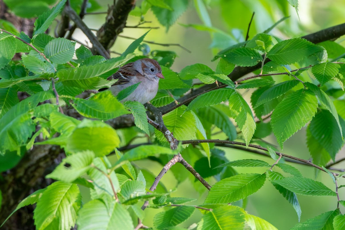 Field Sparrow at KY Department of Fish and Wildlife Resources Headquarters by Randy Walker