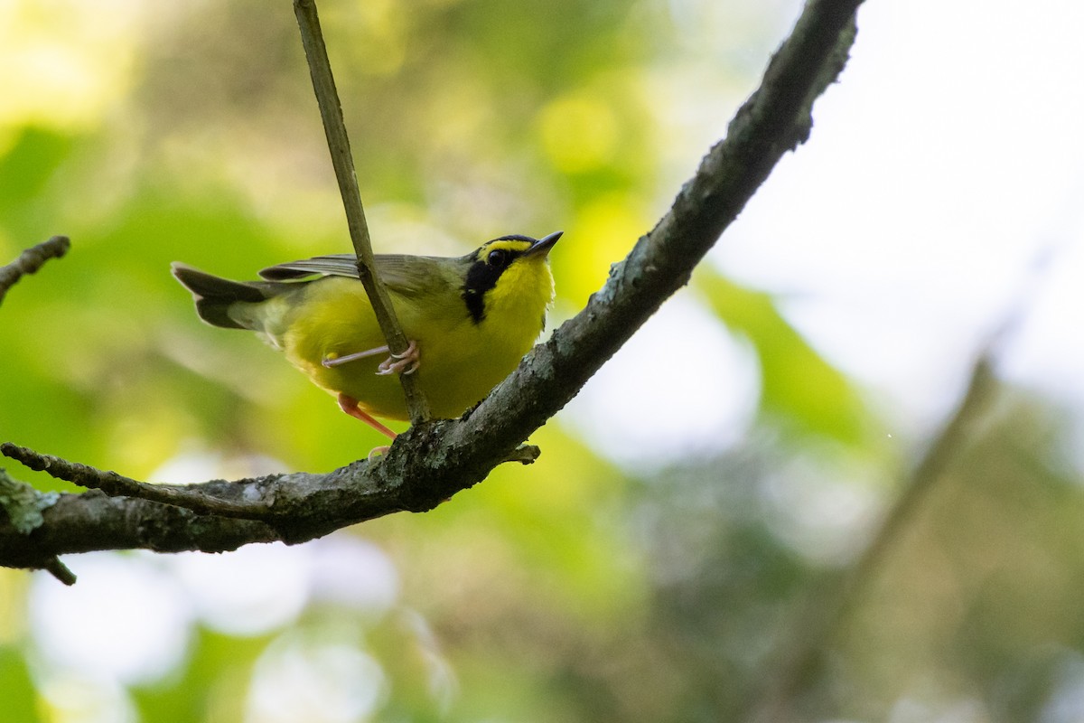Kentucky Warbler at KY Department of Fish and Wildlife Resources Headquarters by Randy Walker