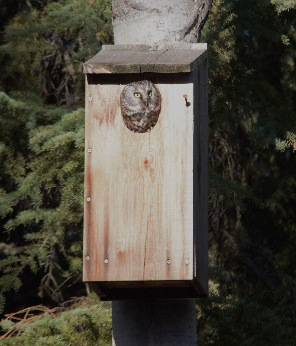 Boreal Owl - ML571659301