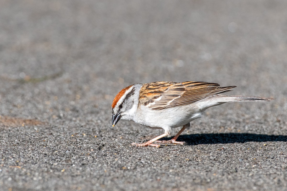 Chipping Sparrow at Cave Hill Cemetery by Randy Walker
