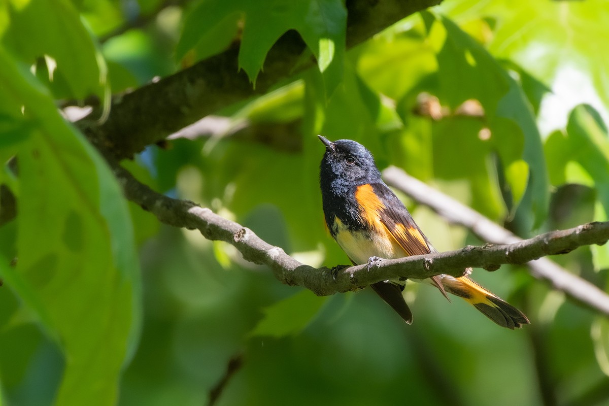 American Redstart at Cave Hill Cemetery by Randy Walker
