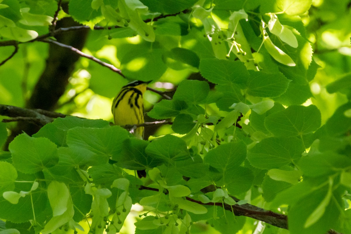 Magnolia Warbler at Cave Hill Cemetery by Randy Walker