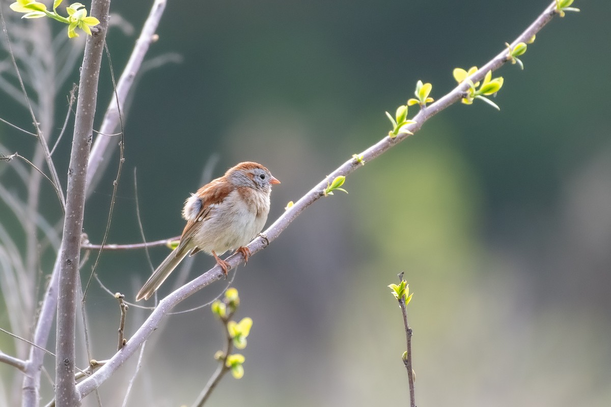Field Sparrow at Bernheim Arboretum & Research Forest (Bullitt Co.) by Randy Walker