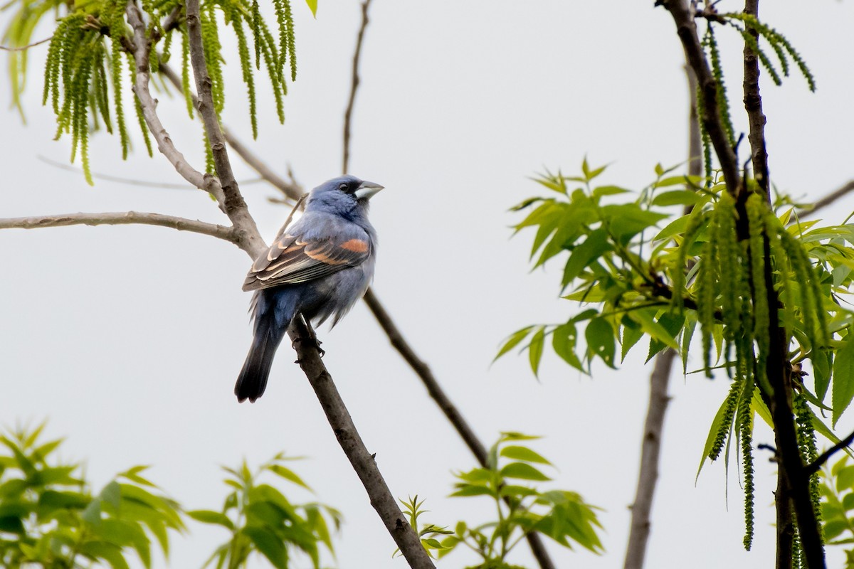 Blue Grosbeak at Bernheim Arboretum & Research Forest (Bullitt Co.) by Randy Walker